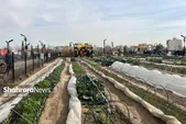 ایجاد بیش از ۳۰۰ مزرعه شهری در بوستان برکت مشهد