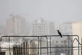 ثبت یک روز آلوده دیگر در کلانشهر مشهد (۵ اسفند ۱۴۰۳)