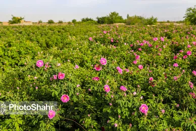 برداشت گل محمدی در روستای فرخد