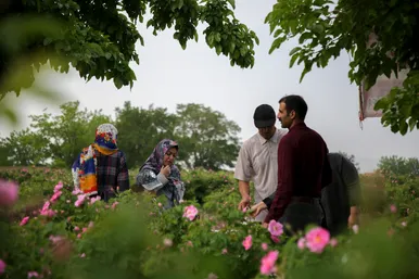 برداشت گل محمدی در روستای فرخد