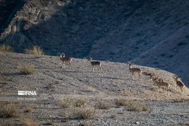 ایران زیباست | پناهگاه حیات وحش نایبندان