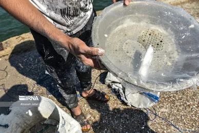 ایران زیباست | ماهیگیری با مِشقل