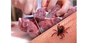 تب کریمه کنگو یک بیماری حاد تب&zwnj;دار و خونریزی&zwnj;دهنده است