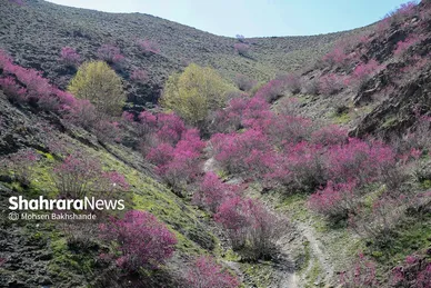 ایران زیباست | «ارغوان» پنجه‌ی خونین زمین
