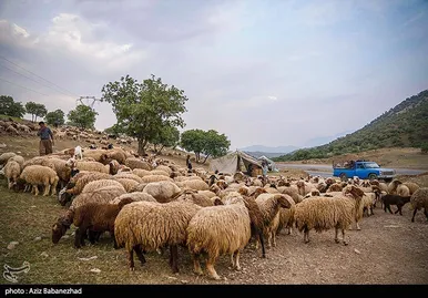 عبور عشایر از خرم آباد