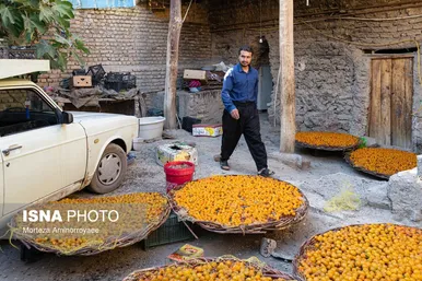 ایران زیباست | «خرو» بزرگ‌ترین تولیدکننده آلو در کشور