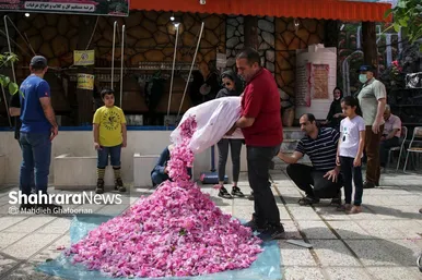 برداشت گل محمدی در روستای فرخد در نزدیکی مشهد