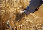 زمان پرداخت ۵۰ هزار میلیارد تومان از طلب گندمکاران اعلام شد