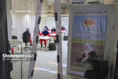 برداشت زعفران از مزارع تربت حیدریه