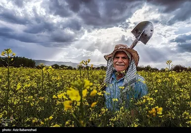 ایران زیباست | کشت کلزا در شهرستان سلسله - لرستان
