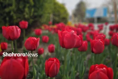 گل‌ آرایی بهاری در بهشت رضا(ع)