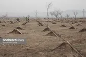 مدیرکل منابع طبیعی خراسان رضوی: ۴۰۰ هزار اصله نهال از ابتدای هفته توزیع شد