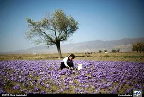 زعفران ایران به افغانستان قاچاق و در اسپانیا بسته&zwnj;بندی می&zwnj;شود