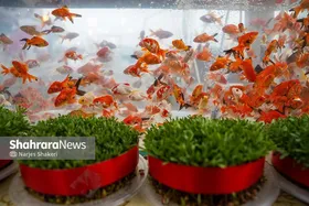 ویدئو | بازار مرغ و گوشت مشهد در روزهای آخر سال