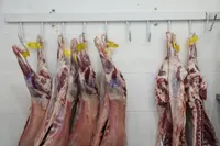 افزایش عرضه گوشت گرم قرمز وارداتی در بازار مشهد + قیمت