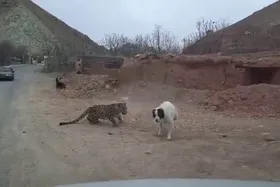 &zwnj;&zwnj;ویدئو | حمله پلنگ به روستای مغانک دماوند (۸ دی ۱۴۰۳)