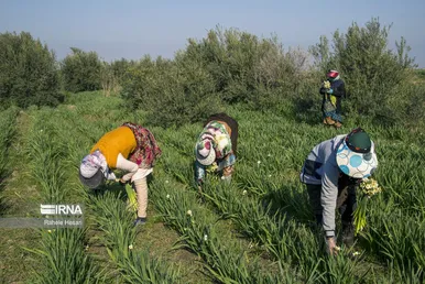 ایران زیباست | برداشت نرگس در گلستان
