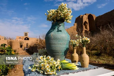ایران زیباست |  کاشت گل نرگس در یزد
