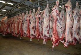 ابتلای ۱۴ نفر به تب کریمه کنگو در تربت جام