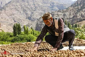 برداشت گردو در اطراف شهر درگز