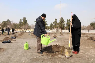 پویش سراسری درختکاری