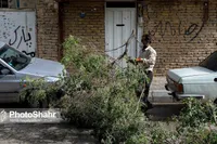 سقوط درختان در مناطق مختلف مشهد در پی وزش باد شدید (۲۲ تیر ۱۴۰۳)