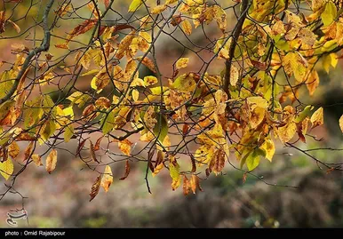 ایران زیباست؛ طبیعت پاییزی - گیلان