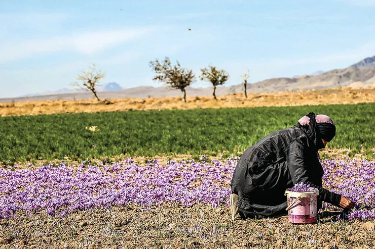 به نام ایران، به کام دیگران