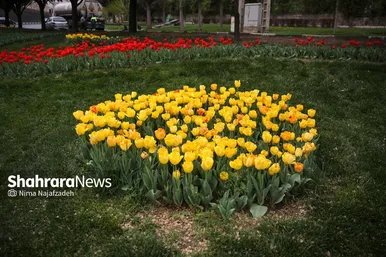 رویش لاله های بهاری در مشهد