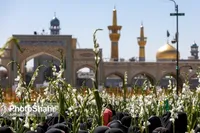 برنامه‌های دهه کرامت با گلباران حرم مطهر امام رضا (ع) در مشهد آغاز می‌شود