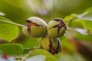 برداشت گردو در اطراف شهر درگز