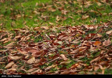 ایران زیباست؛ طبیعت پاییزی - گیلان