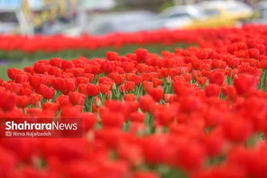 رویش لاله های بهاری در مشهد