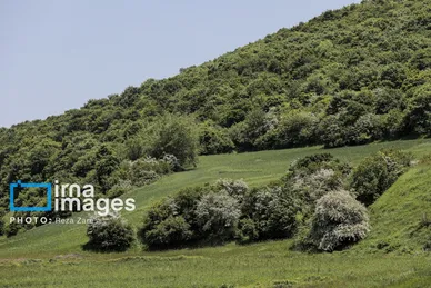 ایران زیباست | جنگل «فندقلو»