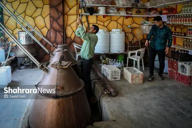 گزارش تصویری | برداشت گل محمدی در روستای فرخد
