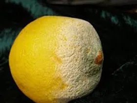 آیا می توان میوه کپک زده را خورد؟