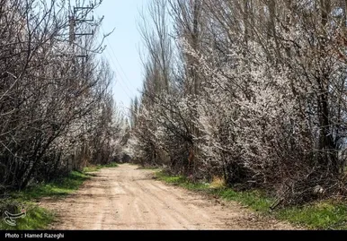 ایران زیباست | طبیعت بهاری ابهر