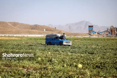 برداشت هندوانه در روستای گلسرا