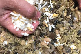 طرز تهیه پیتزای گوشت و قارچ به صورت خانگی