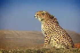 ثبت دومین رکورد از حضور یوزپلنگ در خراسان رضوی