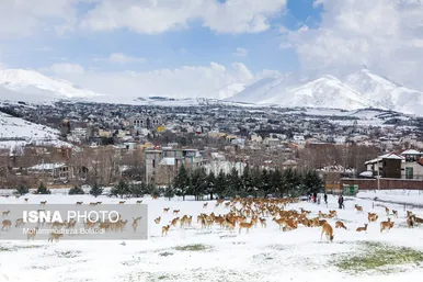 ایران زیباست | سفر قوچ‌ها و میش‌ها در میان رشته کوههای البرز