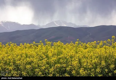 ایران زیباست | کشت کلزا در شهرستان سلسله - لرستان