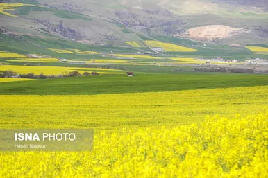 ایران زیباست | کشت کلزا در مناطق کوهستانی دودانگه - مازندران