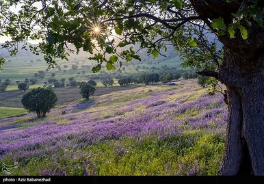 ایران زیباست | دشت گل‌های بنفش در شهرستان خرم آباد