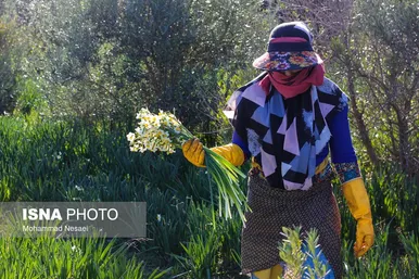 ایران زیباست | مزرعه گل نرگس - گلستان