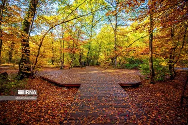 ایران زیباست | پاییز در جنگل‌های هیرکانی