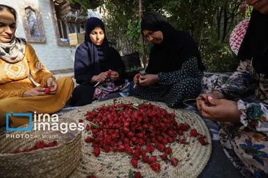 برکت خاک ایران | برداشت چای قرمز در روستای علوه