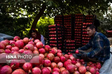 ایران زیباست | برداشت انار در لرستان