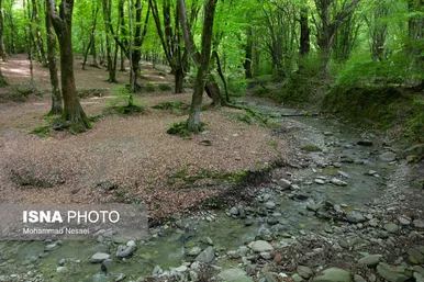 ایران زیباست | جنگل‌های هیرکانی النگدره - گلستان