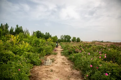برداشت گل محمدی در روستای فرخد